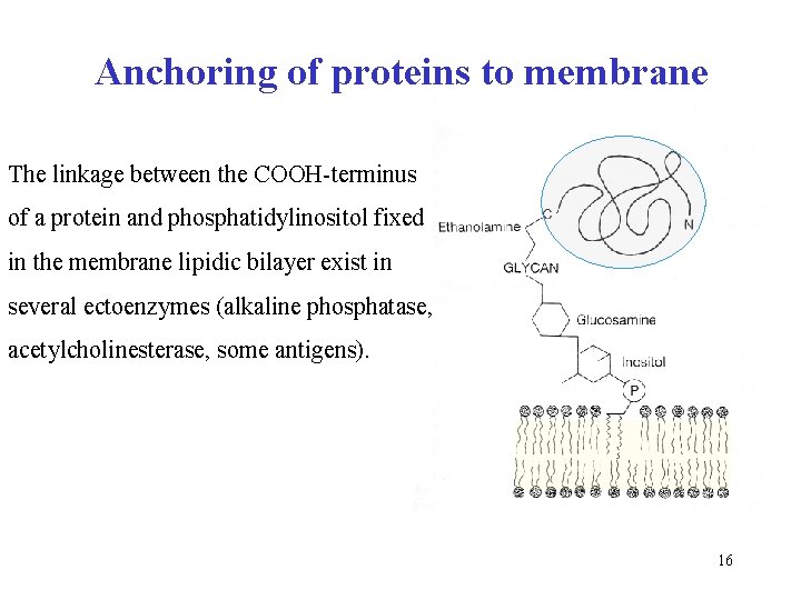 Anchoring of proteins to membrane The linkage between the COOH-terminus of a protein and