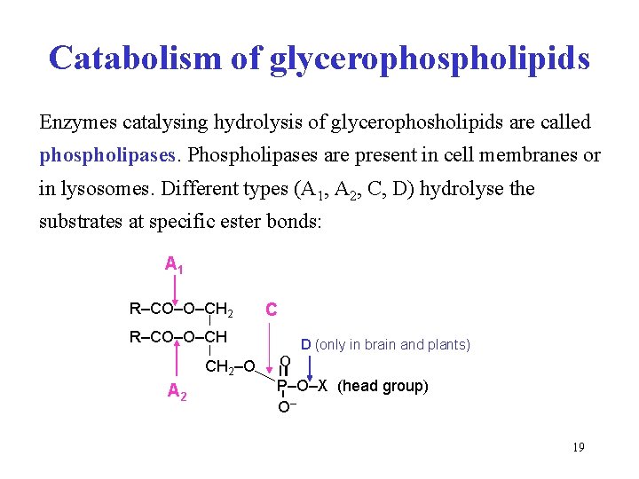 Catabolism of glycerophospholipids Enzymes catalysing hydrolysis of glycerophosholipids are called phospholipases. Phospholipases are present