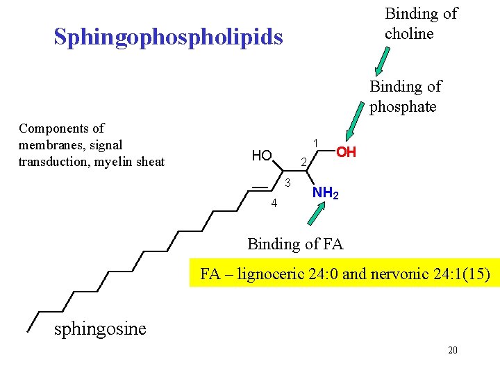 Binding of choline Sphingophospholipids Binding of phosphate Components of membranes, signal transduction, myelin sheat