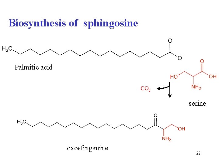 Biosynthesis of sphingosine Palmitic acid CO 2 serine oxosfinganine 22 