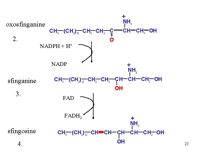 oxosfinganine + NH 3 CH 3 (CH 2)12 CH 2 C 2. CH CH