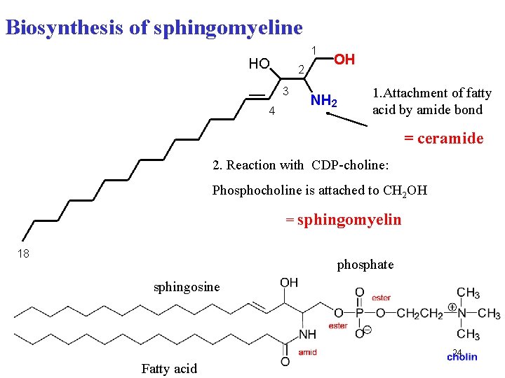 Biosynthesis of sphingomyeline 1 HO 2 3 4 OH NH 2 1. Attachment of