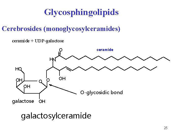 Glycosphingolipids Cerebrosides (monoglycosylceramides) ceramide + UDP-galactose O ceramide HN HO OH OH O O