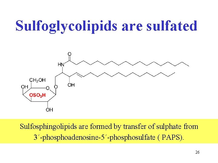Sulfoglycolipids are sulfated Sulfosphingolipids are formed by transfer of sulphate from 3´-phosphoadenosine-5´-phosulfate ( PAPS).