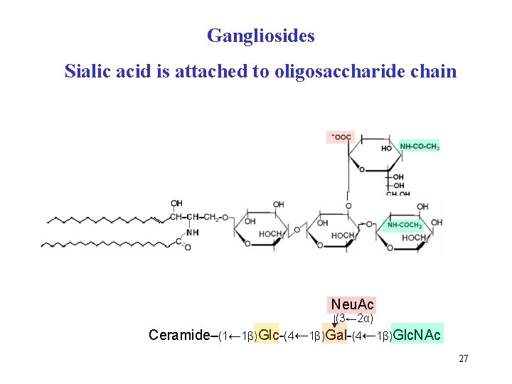 Gangliosides Sialic acid is attached to oligosaccharide chain Neu. Ac (3← 2α) Ceramide–(1← 1β)Glc-(4←