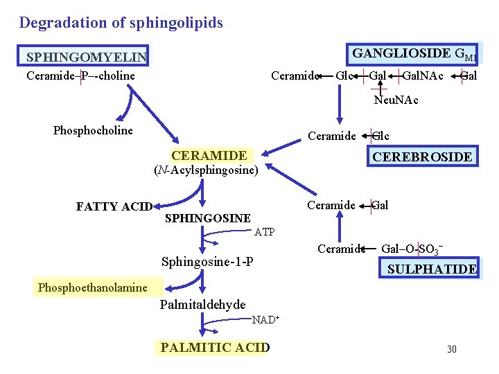Degradation of sphingolipids GANGLIOSIDE GM 1 SPHINGOMYELIN Ceramide–P–-choline Glc Gal. NAc Gal Neu. NAc