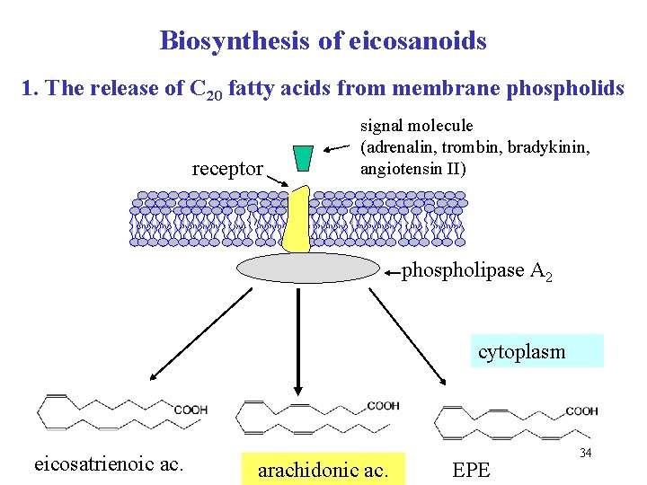 Biosynthesis of eicosanoids 1. The release of C 20 fatty acids from membrane phospholids