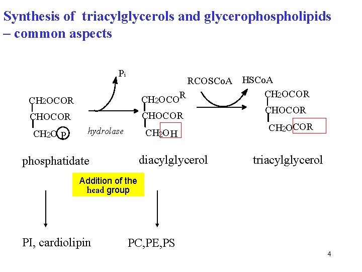 Synthesis of triacylglycerols and glycerophospholipids – common aspects Pi RCOSCo. A HSCo. A CH