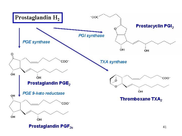 Prostaglandin H 2 Prostacyclin PGI 2 PGI synthase PGE synthase TXA synthase Prostaglandin PGE