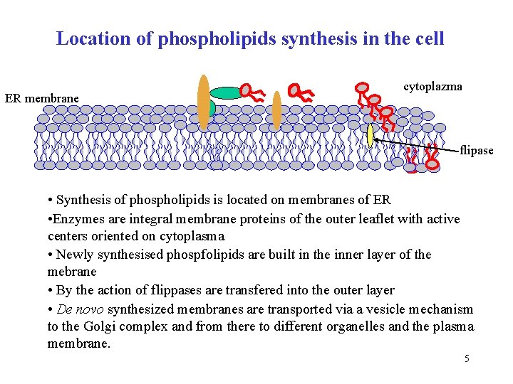 Location of phospholipids synthesis in the cell ER membrane cytoplazma flipase • Synthesis of