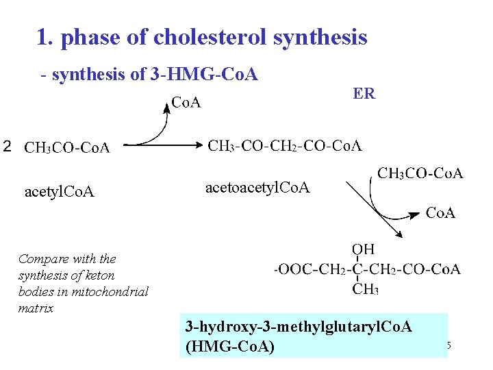 1. phase of cholesterol synthesis - synthesis of 3 -HMG-Co. A acetyl. Co. A