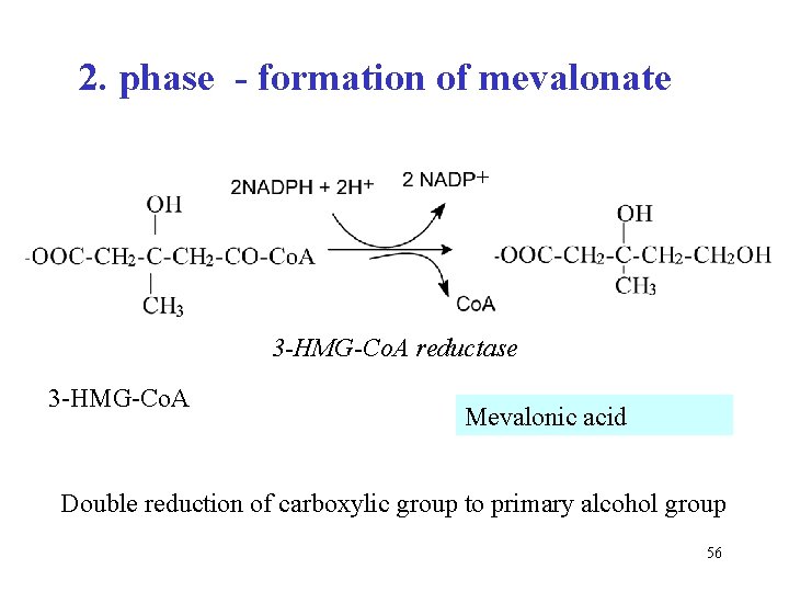 2. phase - formation of mevalonate + 3 -HMG-Co. A reductase 3 -HMG-Co. A