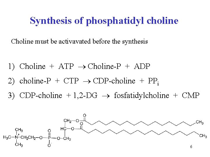 Synthesis of phosphatidyl choline Choline must be activavated before the synthesis 1) Choline +