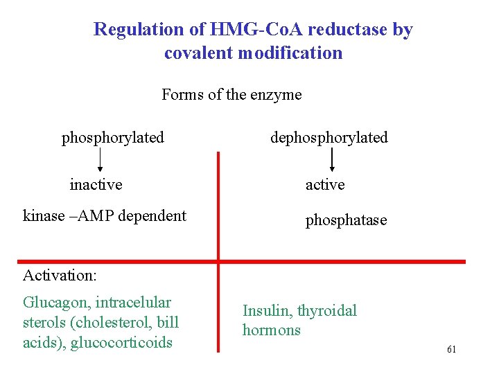 Regulation of HMG-Co. A reductase by covalent modification Forms of the enzyme phosphorylated inactive