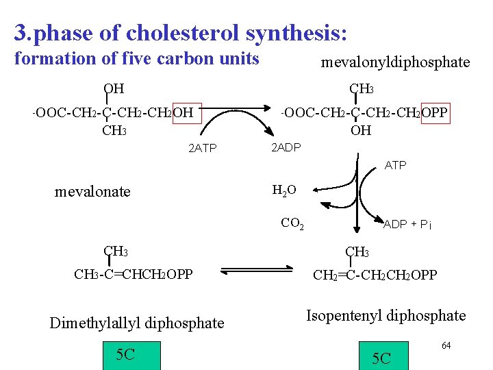 3. phase of cholesterol synthesis: formation of five carbon units mevalonyldiphosphate OH CH 3