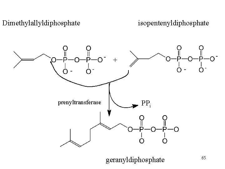 Dimethylallyldiphosphate isopentenyldiphosphate + prenyltransferase PPi geranyldiphosphate 65 