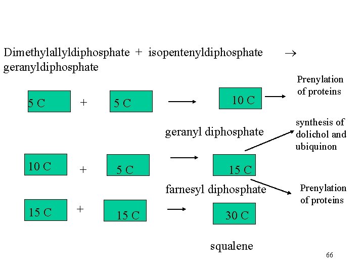 Dimethylallyldiphosphate + isopentenyldiphosphate geranyldiphosphate 5 C + 5 C 10 C geranyl diphosphate 10