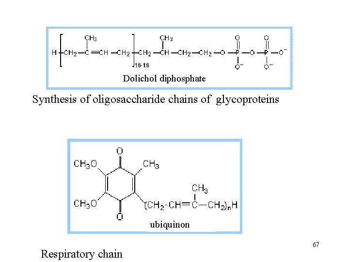 Dolichol diphosphate Synthesis of oligosaccharide chains of glycoproteins ubiquinon Respiratory chain 67 