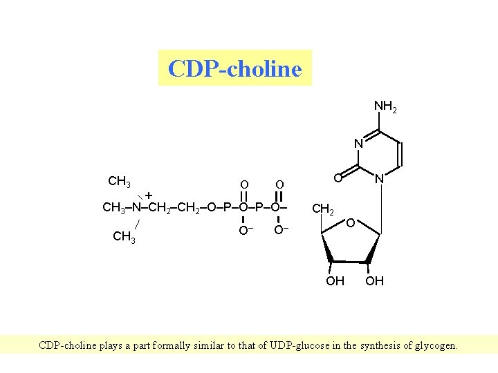 CDP-choline NH 2 N CH 3 + O O CH 3–N–CH 2–O–P–O– CH 3