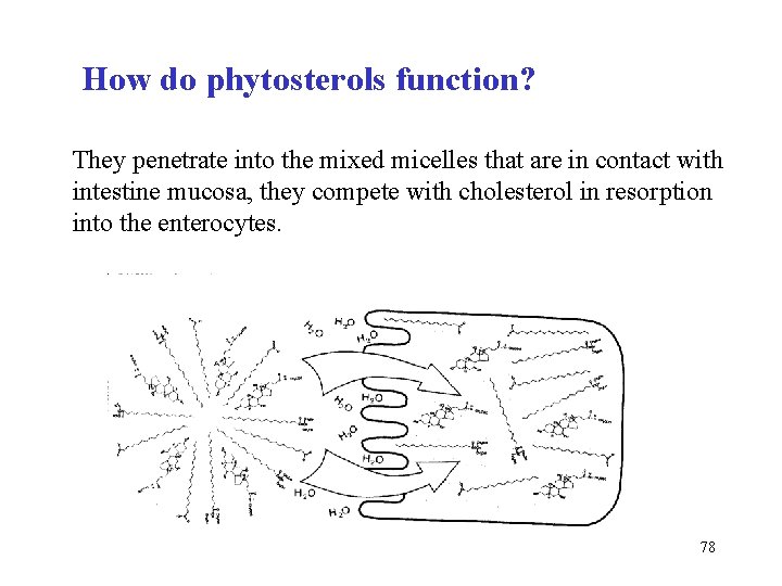 How do phytosterols function? They penetrate into the mixed micelles that are in contact