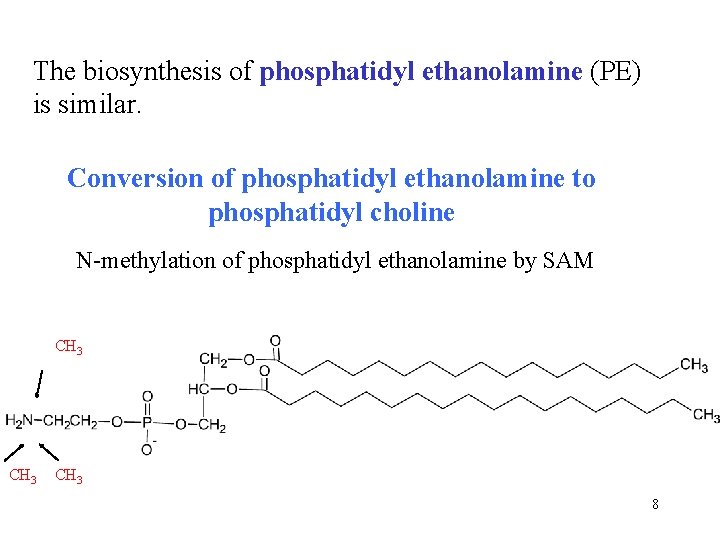 The biosynthesis of phosphatidyl ethanolamine (PE) is similar. Conversion of phosphatidyl ethanolamine to phosphatidyl