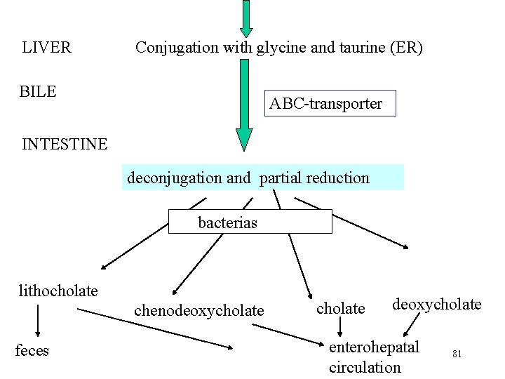 LIVER Conjugation with glycine and taurine (ER) BILE ABC-transporter INTESTINE deconjugation and partial reduction