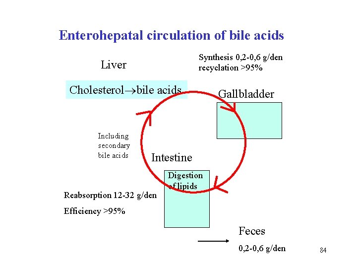 Enterohepatal circulation of bile acids Synthesis 0, 2 -0, 6 g/den recyclation >95% Liver