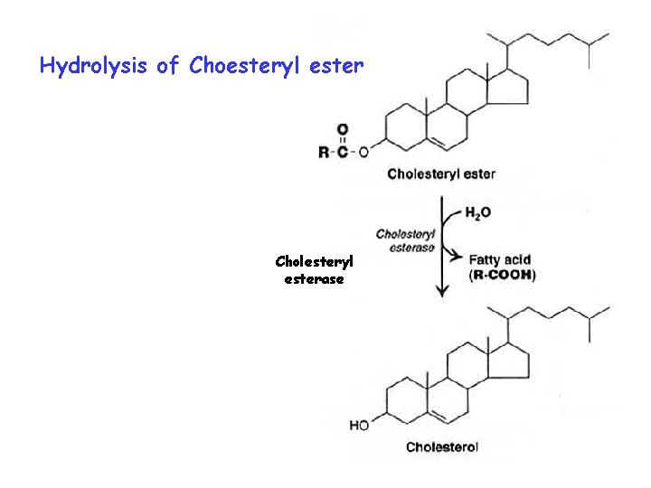 Hydrolysis of Choesteryl ester Cholesteryl esterase 