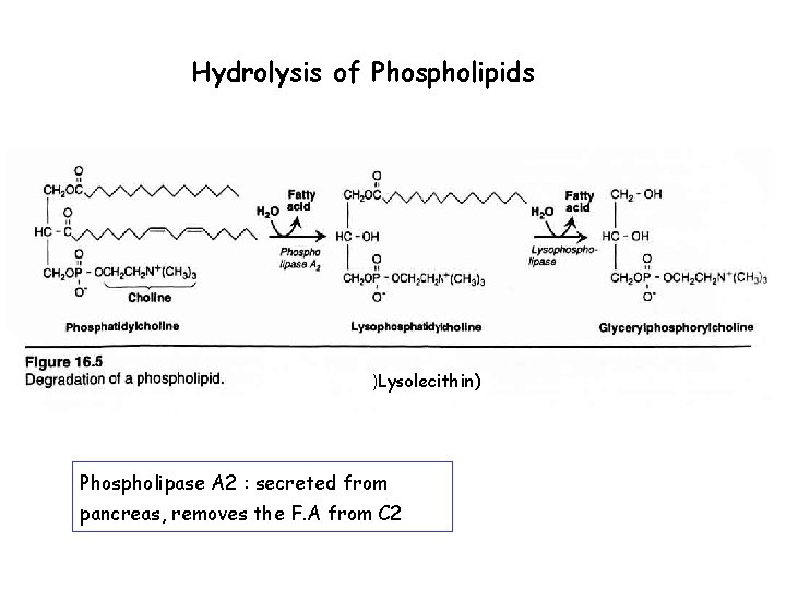 Hydrolysis of Phospholipids )Lysolecithin) Phospholipase A 2 : secreted from pancreas, removes the F.