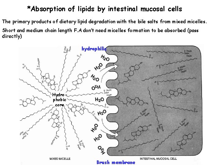 *Absorption of lipids by intestinal mucosal cells The primary products of dietary lipid degradation