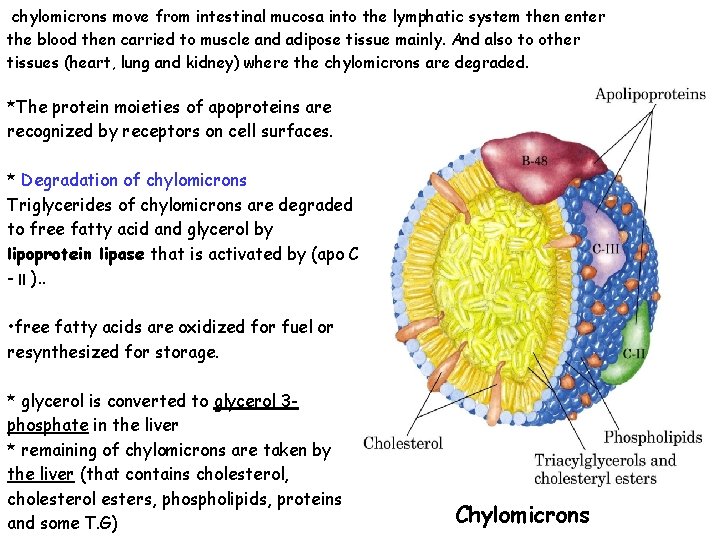chylomicrons move from intestinal mucosa into the lymphatic system then enter the blood then