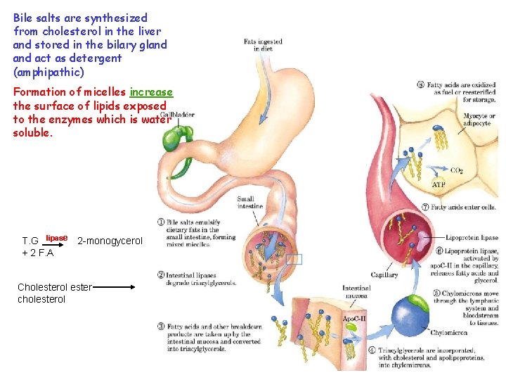 Bile salts are synthesized from cholesterol in the liver and stored in the bilary