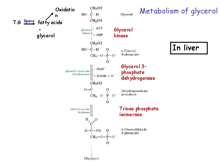 Oxidatio n T. G lipase fatty acids + glycerol Metabolism of glycerol Glycerol kinase
