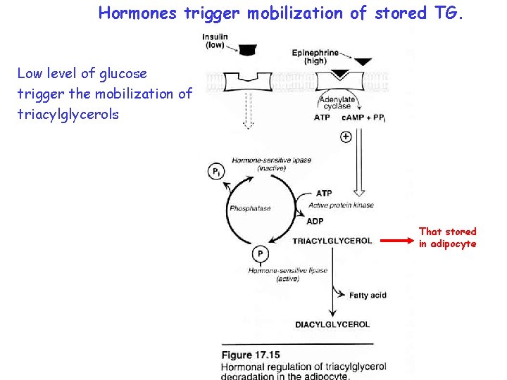 Hormones trigger mobilization of stored TG. Low level of glucose trigger the mobilization of