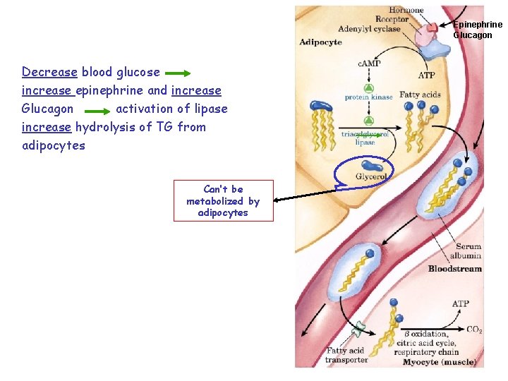 Epinephrine Glucagon Decrease blood glucose increase epinephrine and increase Glucagon activation of lipase increase
