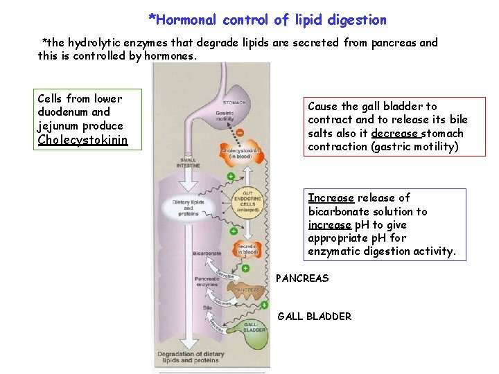 *Hormonal control of lipid digestion *the hydrolytic enzymes that degrade lipids are secreted from