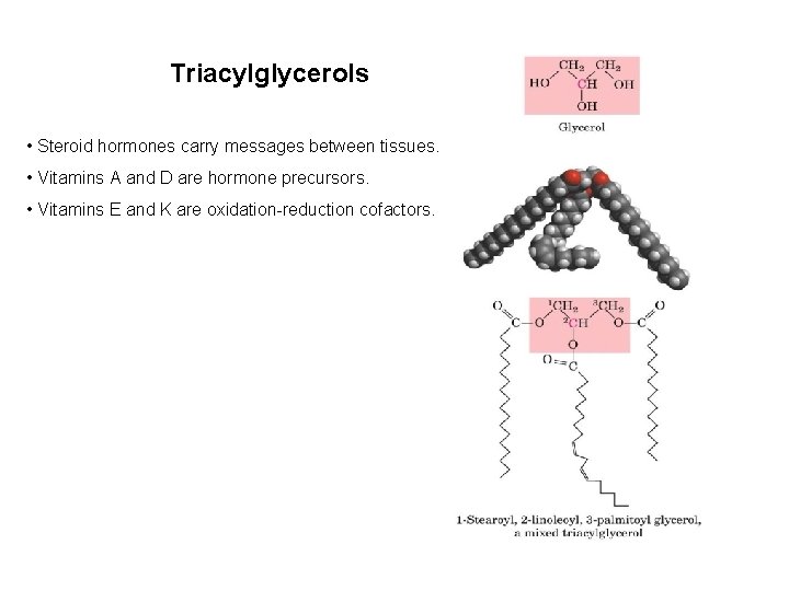 Triacylglycerols • Steroid hormones carry messages between tissues. • Vitamins A and D are