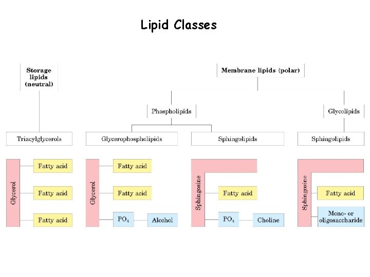 Lipid Classes 