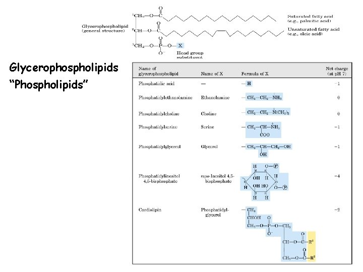 Glycerophospholipids “Phospholipids” 