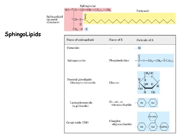 Sphingo. Lipids 