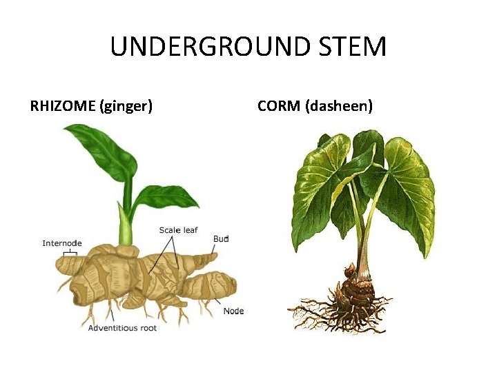 UNDERGROUND STEM RHIZOME (ginger) CORM (dasheen) 