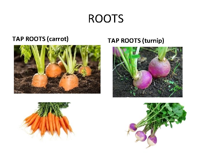 ROOTS TAP ROOTS (carrot) TAP ROOTS (turnip) 
