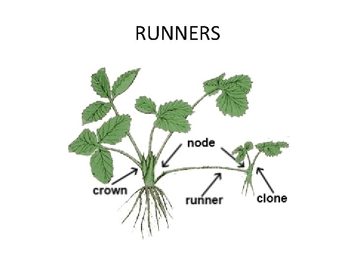 RUNNERS 