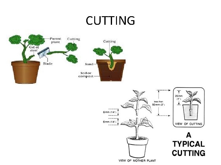 CUTTING 