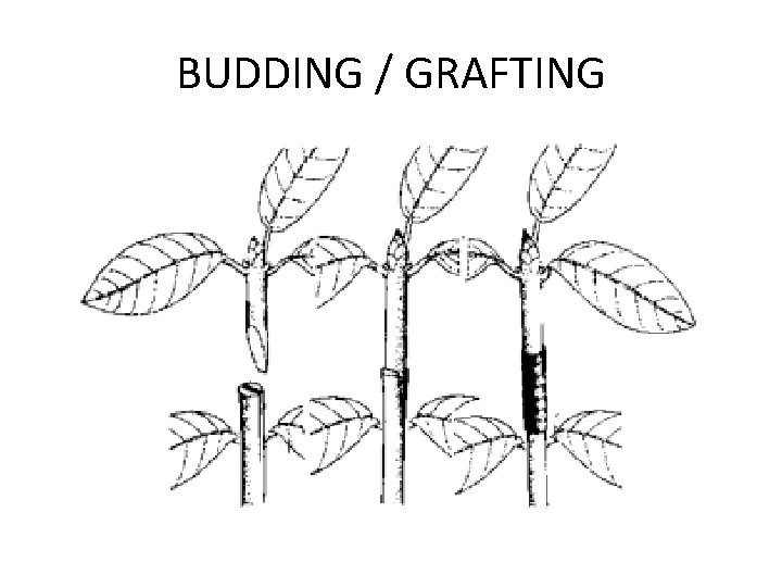 BUDDING / GRAFTING 