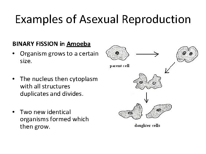 Examples of Asexual Reproduction BINARY FISSION in Amoeba • Organism grows to a certain