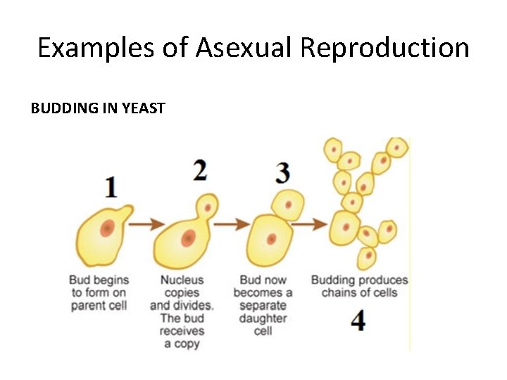 Examples of Asexual Reproduction BUDDING IN YEAST 