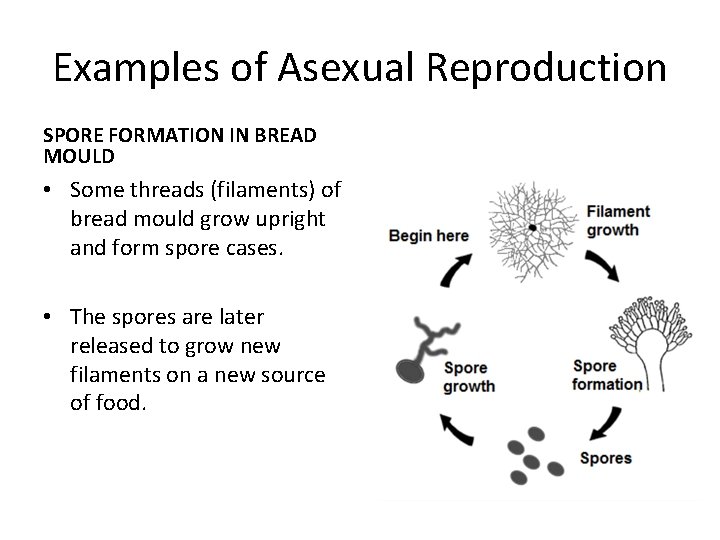 Examples of Asexual Reproduction SPORE FORMATION IN BREAD MOULD • Some threads (filaments) of