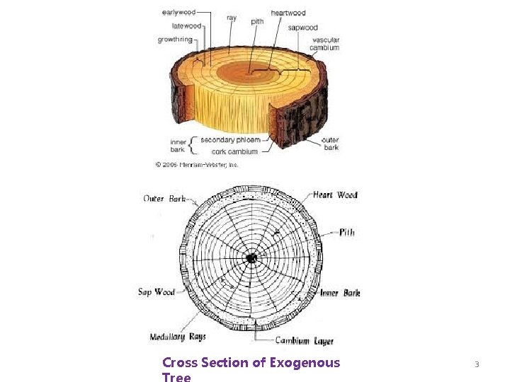 Cross Section of Exogenous 3 