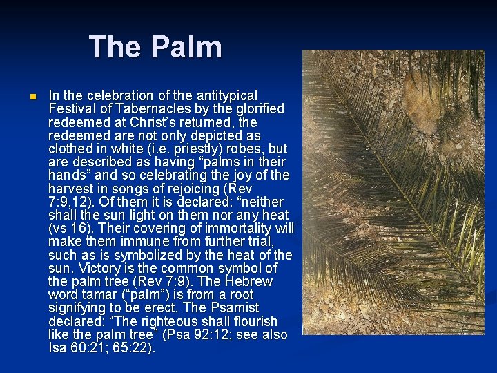 The Palm n In the celebration of the antitypical Festival of Tabernacles by the
